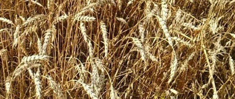 salezjanki_fma's tweet photo. "Jezus jest ziarnem zasiewanym w człowieku takim, jakim on jest, by wzrastał takim, jakim ON jest." (o. S. Fausti SJ)
🌞Błogosławionego dnia!🙏
#Słowo #słuchanie #wrost #owocowanie https://t.co/ip2W8PeJIS