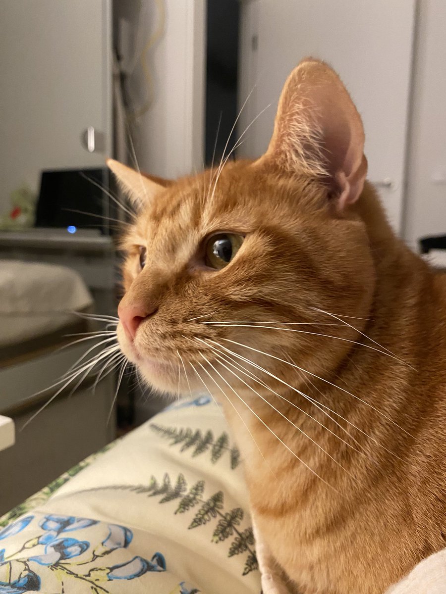 めろん🍈 tweet media