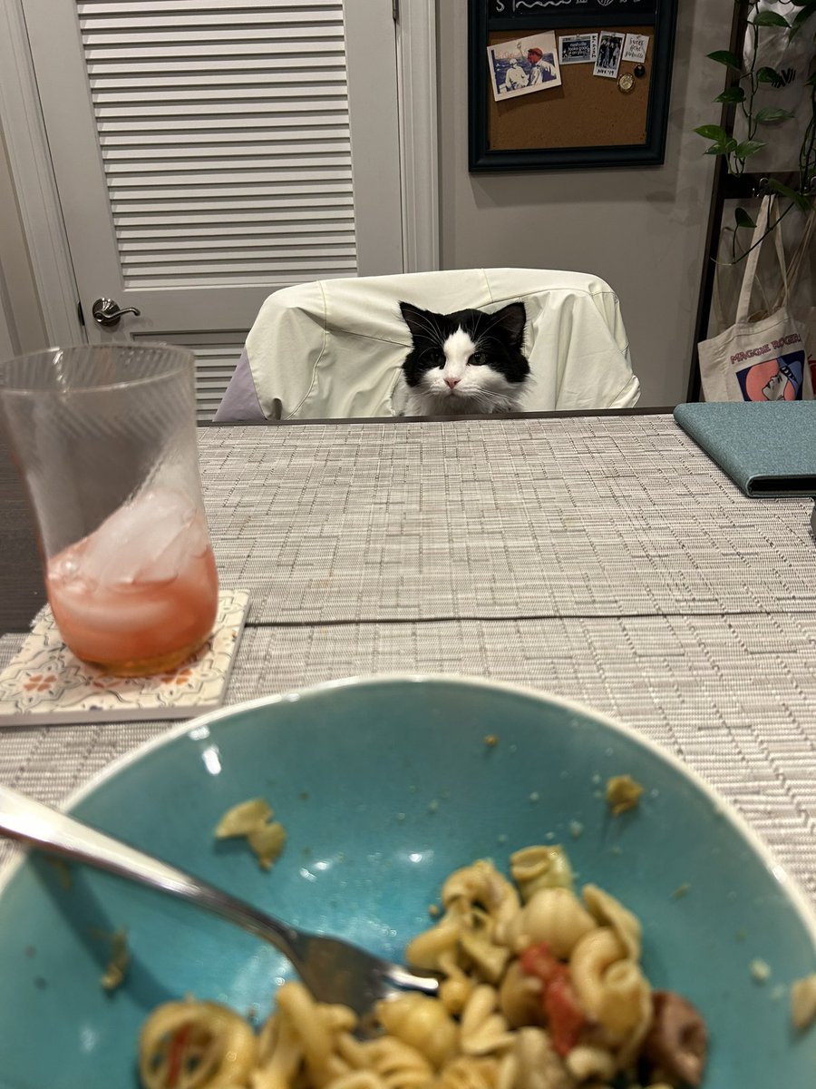 RobinLYeh's tweet photo. Anyone else’s cat feel the need to eat every meal with their owner? https://t.co/XVTKD8N1ay