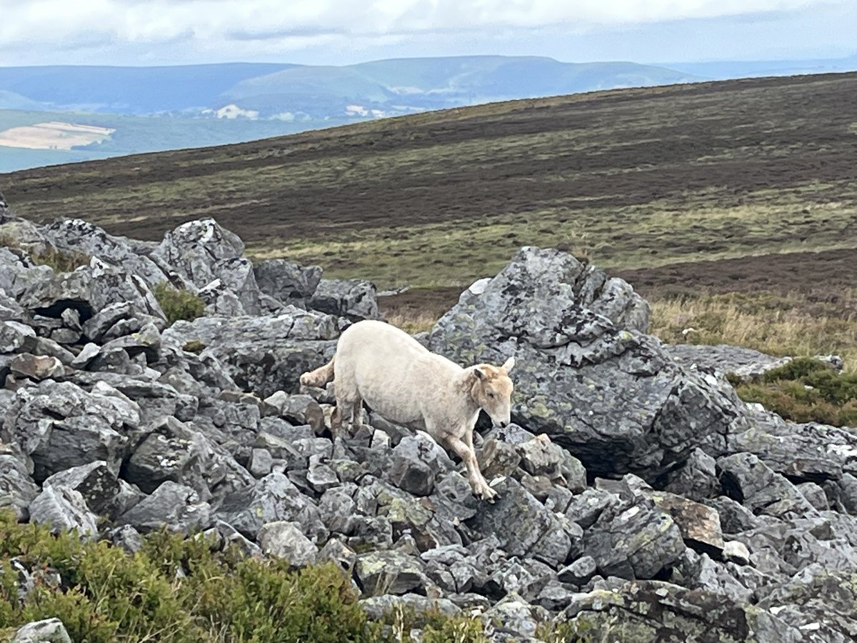 helengoth's tweet image. Well that was a run for the soul! #TrigPoint #Running #Blorenge 🏴󠁧󠁢󠁷󠁬󠁳󠁿🏃‍♀️