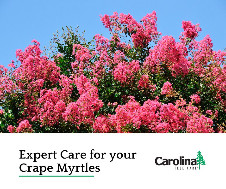 CarolinaTree1's tweet photo. From proper pruning to insect &amp; disease prevention, our experts can provide the services your crape myrtles need to thrive year after year. Request a consultation today! https://t.co/yFe9gf621t
#trees #treecare #floweringtrees https://t.co/ujU67V0qMw
