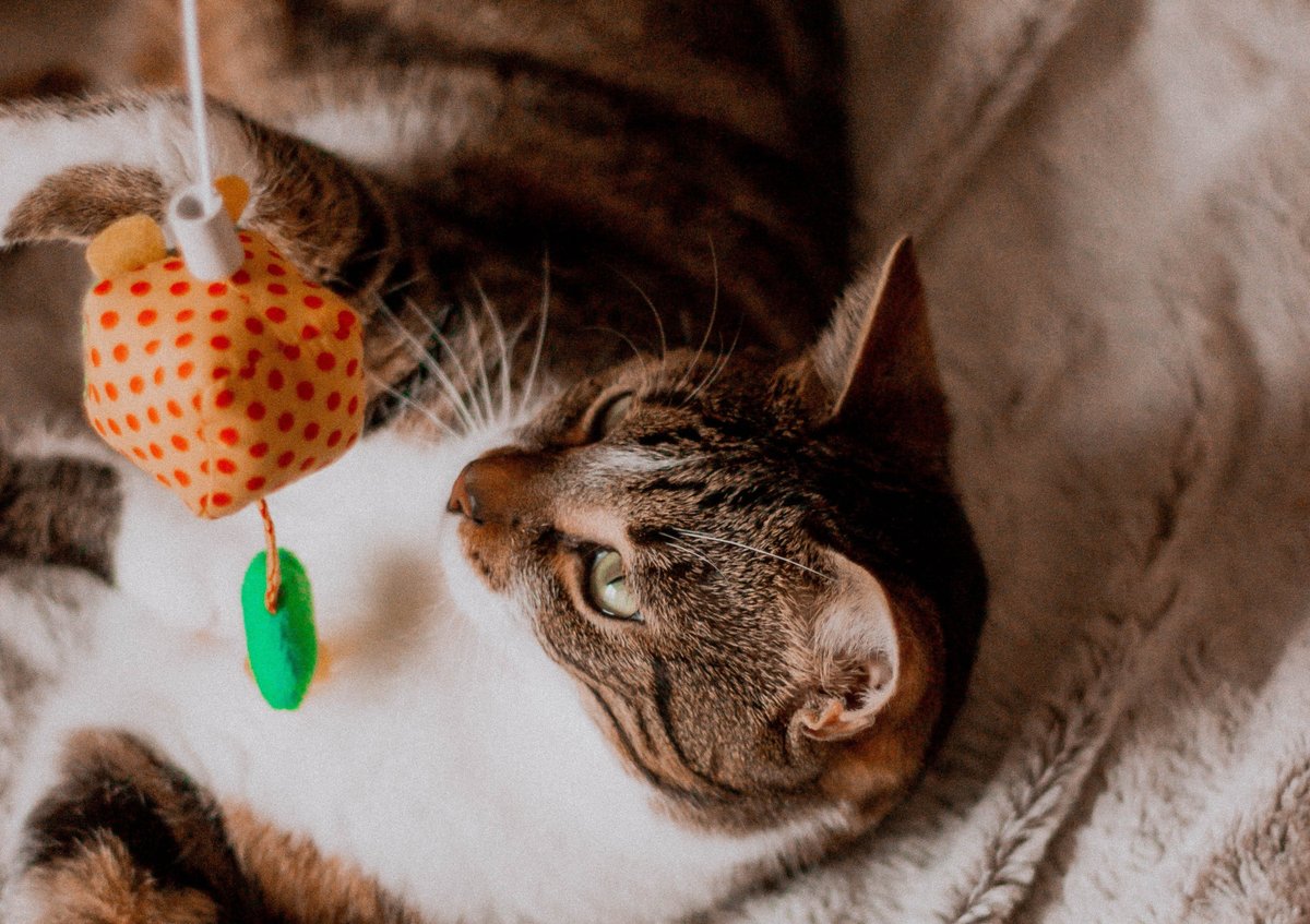 Gemca_Avepa's tweet photo. El juego contribuye al bienestar mental y físico de cualquier gato siempre que se ajuste a sus capacidades y limitaciones. Hablamos de sus beneficios y cómo es conveniente jugar con nuestro gato en este artículo: https://t.co/UMZ04Lb9Ja https://t.co/RsjLDuJT7V