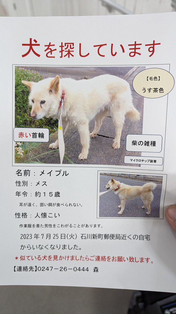 dharuriser's tweet photo. 【迷い犬、情報提供お願いします】
KEYSIのメンバー石川町の森さんの犬が行方不明になってしまいました。
老犬だそうです。
もしお見かけしたら画像の電話番号までよろしくお願いいたします！

#石川町　#福島県　#迷い犬 https://t.co/851b3xta4N