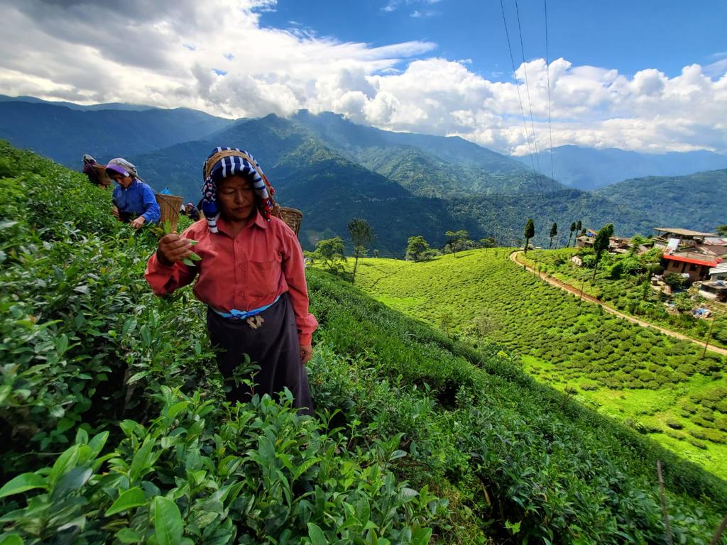 Was haben der berühmte Darjeeling-Tee und Himalaya-Gletscher gemeinsam? Beide sind durch den Klimawandel bedroht - und damit auch die Menschen. <a href="/samuel_ja/">Samuel Jackisch</a> hat von seiner Recherche erzählt #podcast @Weltspiegel_ARD ardaudiothek.de/episode/die-ko…