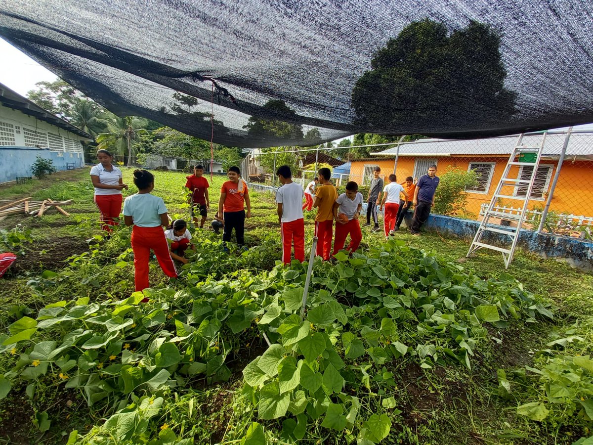 EnniaLuque's tweet photo. Club de Leones Puerto Armuelles 2023, ha realizado Huertos Escolares en las Escuelas de Mellicitas, Cipres- Majagual, Los Ángeles y Baco. Iniciando la cosecha de pepinos y lechuga. Gracias:  Empresa @camincargo y otros colaboradores.  #Leonesd1 #Mitigaciondehambre https://t.co/3FoGvMhJk6