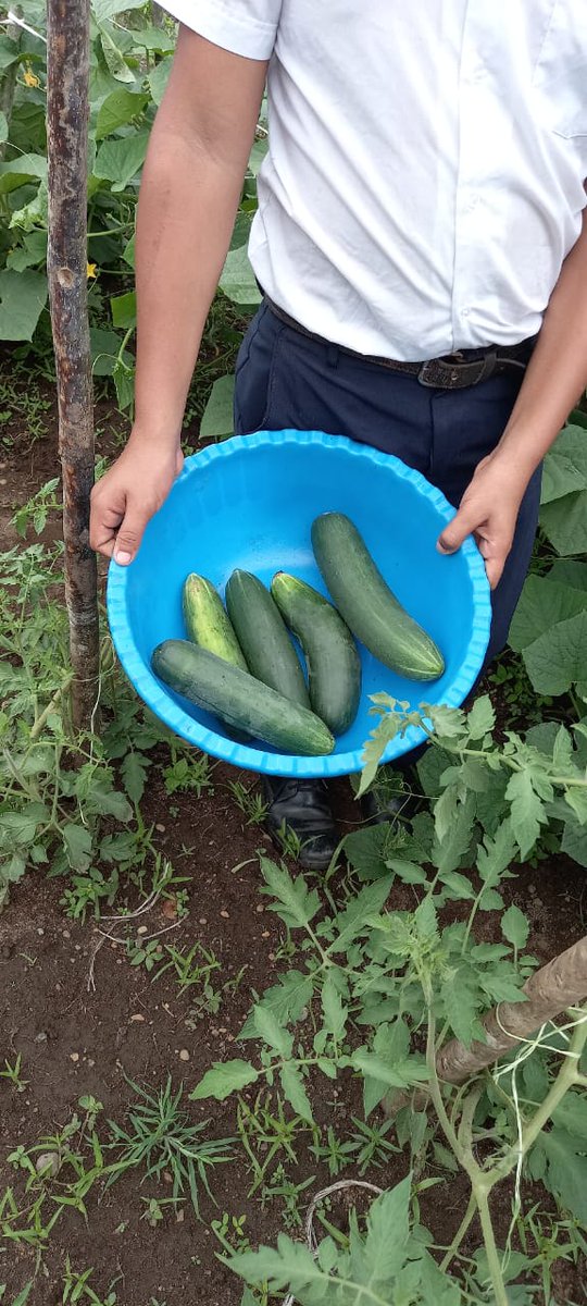 EnniaLuque's tweet photo. Club de Leones Puerto Armuelles 2023, ha realizado Huertos Escolares en las Escuelas de Mellicitas, Cipres- Majagual, Los Ángeles y Baco. Iniciando la cosecha de pepinos y lechuga. Gracias:  Empresa @camincargo y otros colaboradores.  #Leonesd1 #Mitigaciondehambre https://t.co/3FoGvMhJk6