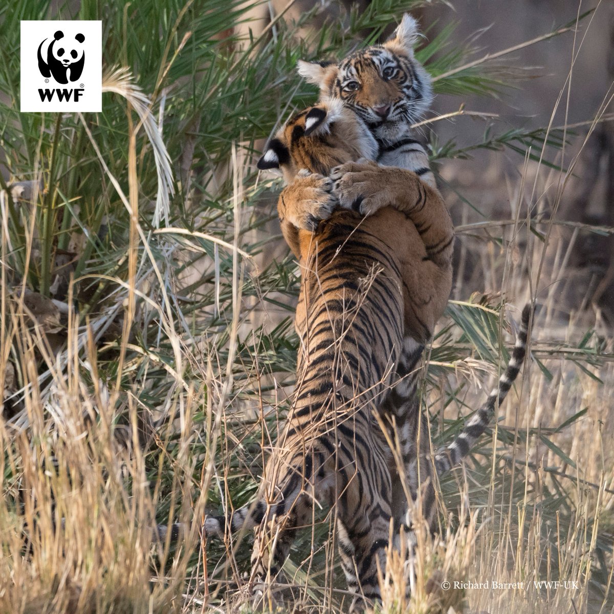 WWFINDIA's tweet photo. #PicturePerfect
Caught being cute. We curated these playful tiger pictures just for you.
Share the love with all your friends this #GlobalTigerDay.
#IndiaStripesBack #tiger #WWFIndia #WWF https://t.co/WDXe2cIM8A