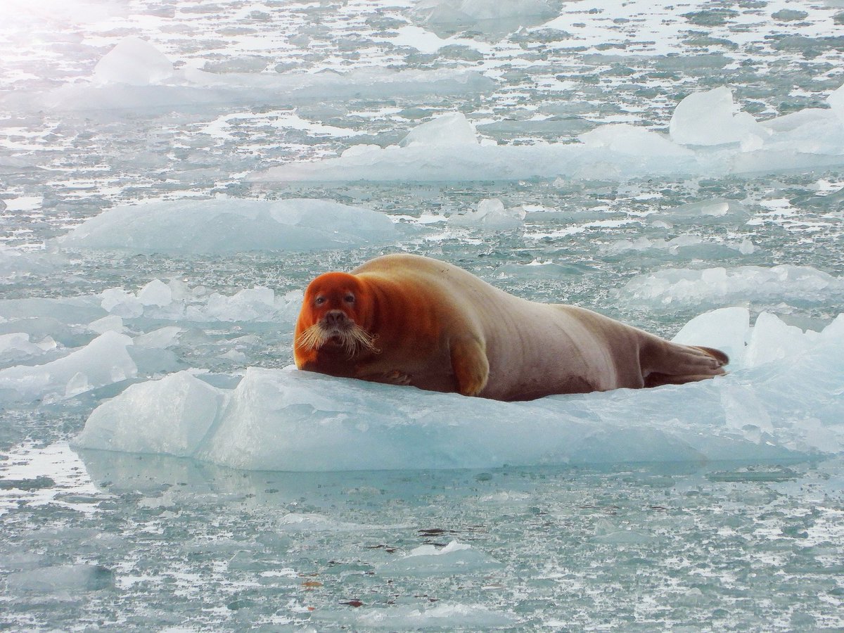 VelgheGreet1's tweet photo. Nog meer wildlife op Spitsbergen #baardrob op pakijs #rendier in toendra #bultrug #ijsbeer heeft er genoeg van #Spitsbergen #Svalbard 💙💙💙 https://t.co/fOeC8V24CF