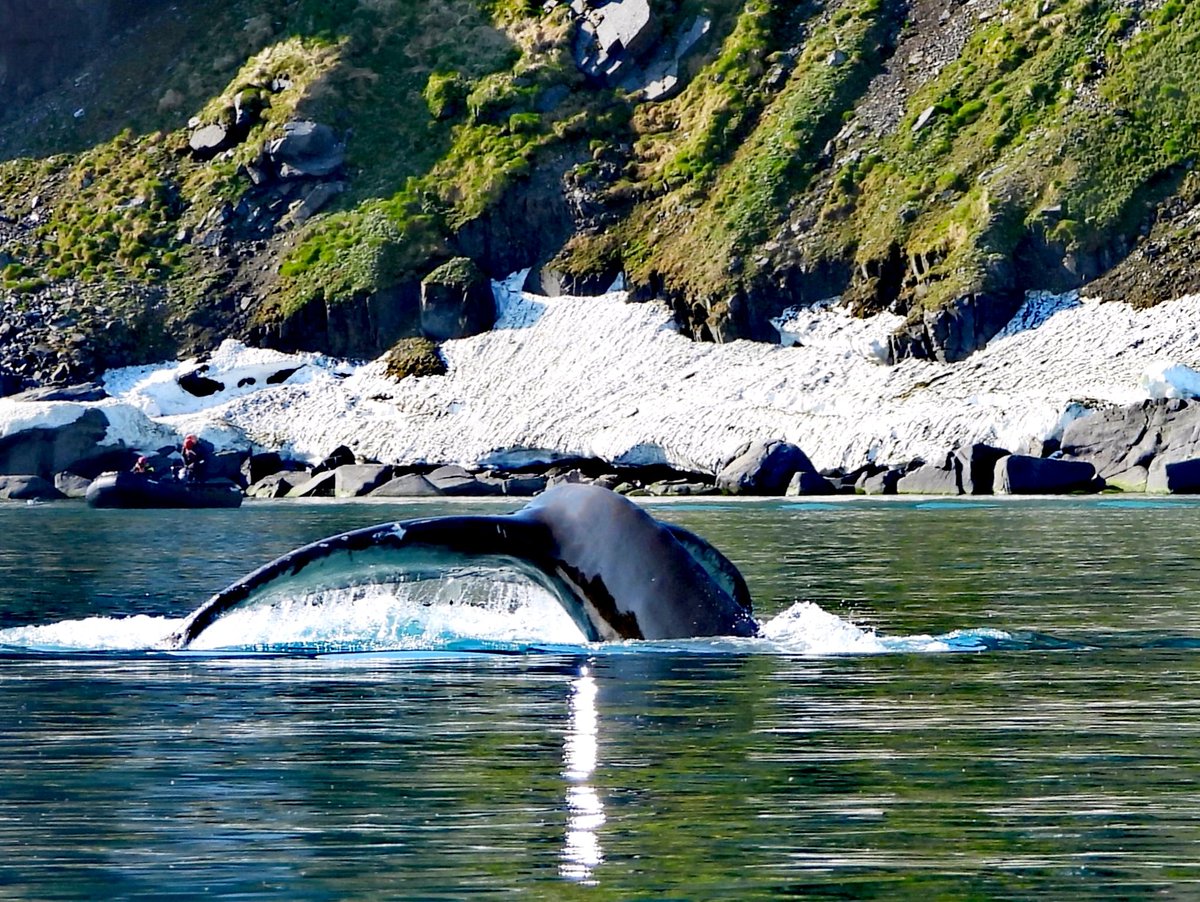 VelgheGreet1's tweet photo. Nog meer wildlife op Spitsbergen #baardrob op pakijs #rendier in toendra #bultrug #ijsbeer heeft er genoeg van #Spitsbergen #Svalbard 💙💙💙 https://t.co/fOeC8V24CF
