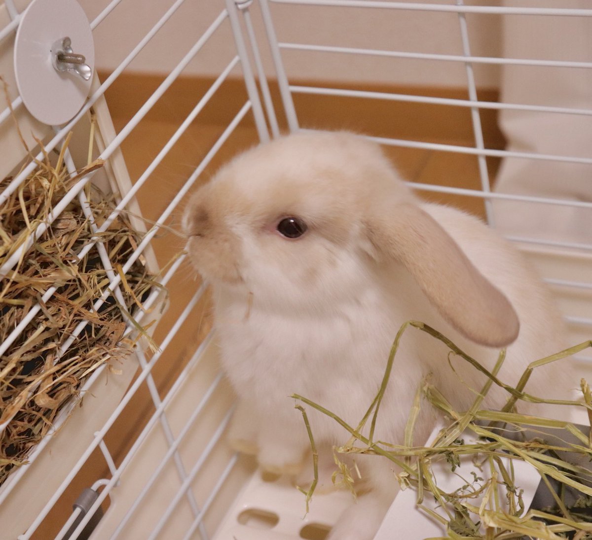 gomadan_p_p's tweet photo. ぽこ、きすけ、こんぺい🐹の飼い主です。
うさぎ(ホーランドロップ)の子をお迎えしました。名前は「まいたけ」です。うさ飼い初心者ですがよろしくお願いします☺️
#うさぎのいる暮らし #ホーランドロップ https://t.co/4dAUEqJ7se