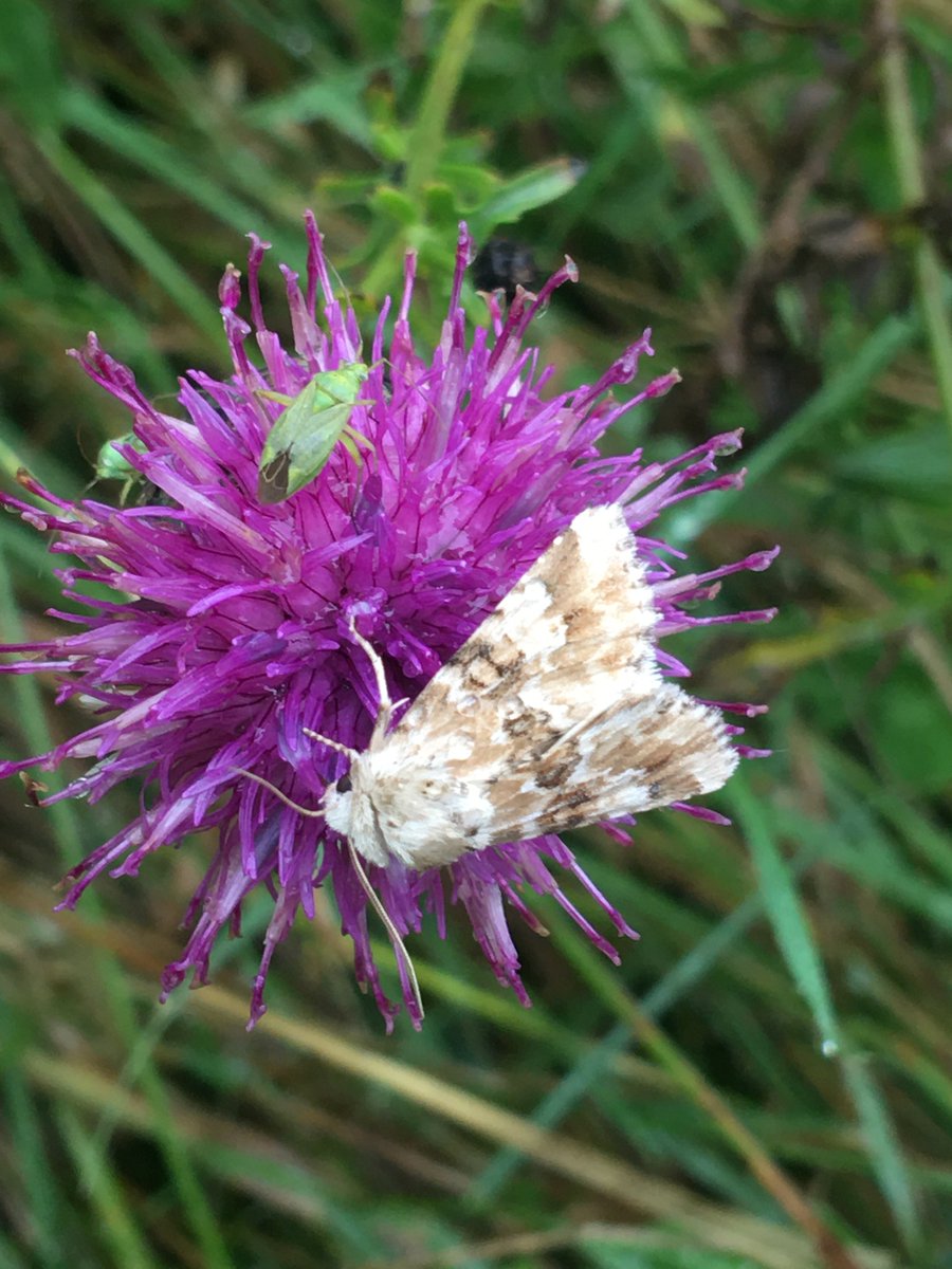GlosterBirder's tweet photo. Early am #QuailFail at Leighterton along the Monarch's Way with @PaulDMasters. A juv Wheatear was a surprise, also 2 Yellow Wagtails, 2 Corn Buntings, 4+ Skylarks, a Whitethroat, 20+ House Sparrows, a Hobby, a Kestrel, a Buzzard & a Swift & Roe Deer & Dusky Sallow moth #GlosBirds https://t.co/OKD2HZzdvj
