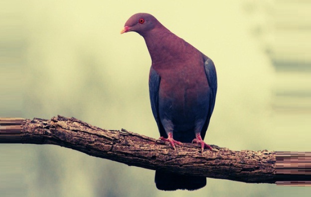 Yeni hikayem Kundasa'nın Güvercinleri'ni okudunuz mu?

Sihirbaz Giercotti ile insan doğasının derinliklerine doğru fantastik bir macera sizi bekliyor!

#KukumavDergi'nin yeni sayısında:
indispensablethehypertext.com/kundasaninguve…

#edebiyat #kitap #kitaptavsiyesi