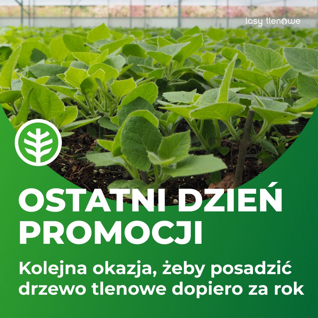 Teraz albo za rok! 😱

Dzisiaj jest ostatni dzień sprzedaży drzew tlenowych w tym sezonie 🌳

To też ostatni dzień, żeby skorzystać z naszej promocji 3+2, w której przy zakupie 3 sadzonek, 2 dodajemy gratis! 🌱

Wejdź do sklepu i zamów sadzonkę teraz 👉 oxytree.pl/product/oxytre…