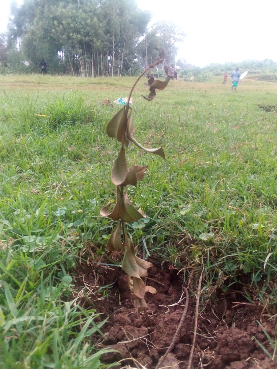 CeoPravin's tweet photo. Dead tree seedlings is a two step backwards in the fight against climate change. The communities need to know that it's for their own good and give the adequate care. #Ecogreenlifeglobal #climatechampion
#climateactionnow
#ACS23
#Canopy https://t.co/ID3I4L9VGw