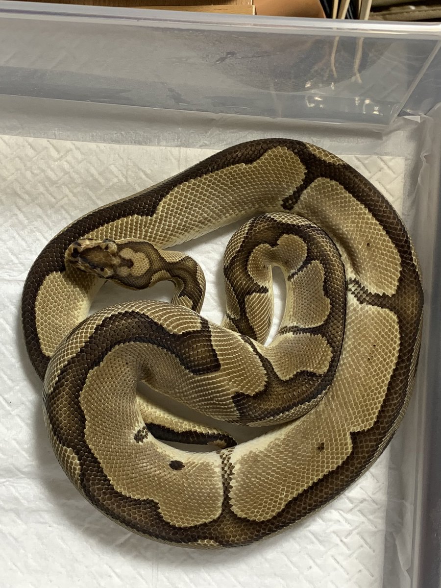 Flag0511's tweet photo. 一年ぶりのお迎えは3匹🐍まとめてお持ち帰り😅
クラウンがノーマル＋αみたいな値段で買えたのはマジで奇跡だと思う😄

VPIアザンhetパイボール♀
クラウンpossウルトラメル♂
VPIアザンシナモンhetパイボール♂ https://t.co/nzmKotjipP