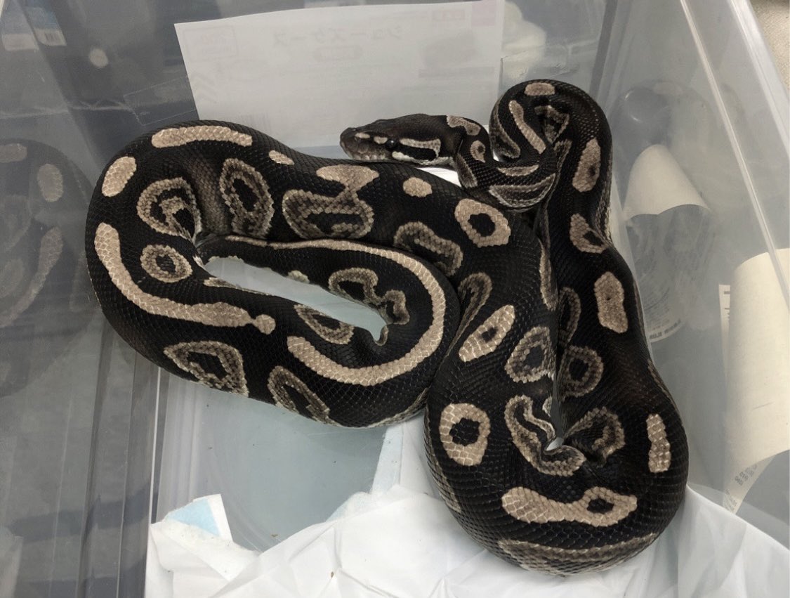 Flag0511's tweet photo. 一年ぶりのお迎えは3匹🐍まとめてお持ち帰り😅
クラウンがノーマル＋αみたいな値段で買えたのはマジで奇跡だと思う😄

VPIアザンhetパイボール♀
クラウンpossウルトラメル♂
VPIアザンシナモンhetパイボール♂ https://t.co/nzmKotjipP