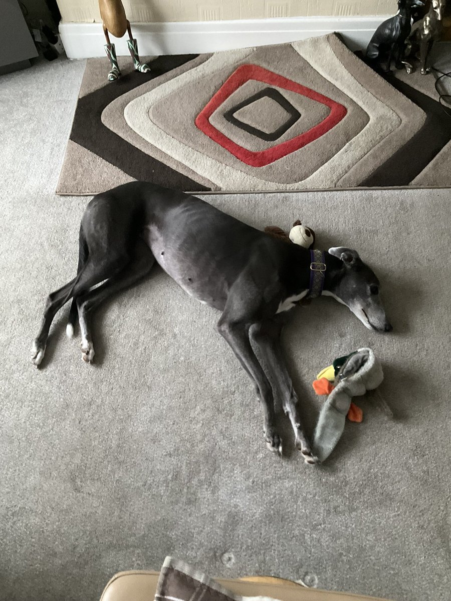 CazzaDumbles's tweet photo. Haven’t tweeted for ages, but this week we are having a few days away.  Son has come to dog sit, phoned home to check on Sonica, only to be told there was nothing to worry about, they are having a great time and neither of them are missing us.  So much for family ties! https://t.co/U6WIR7ws7t