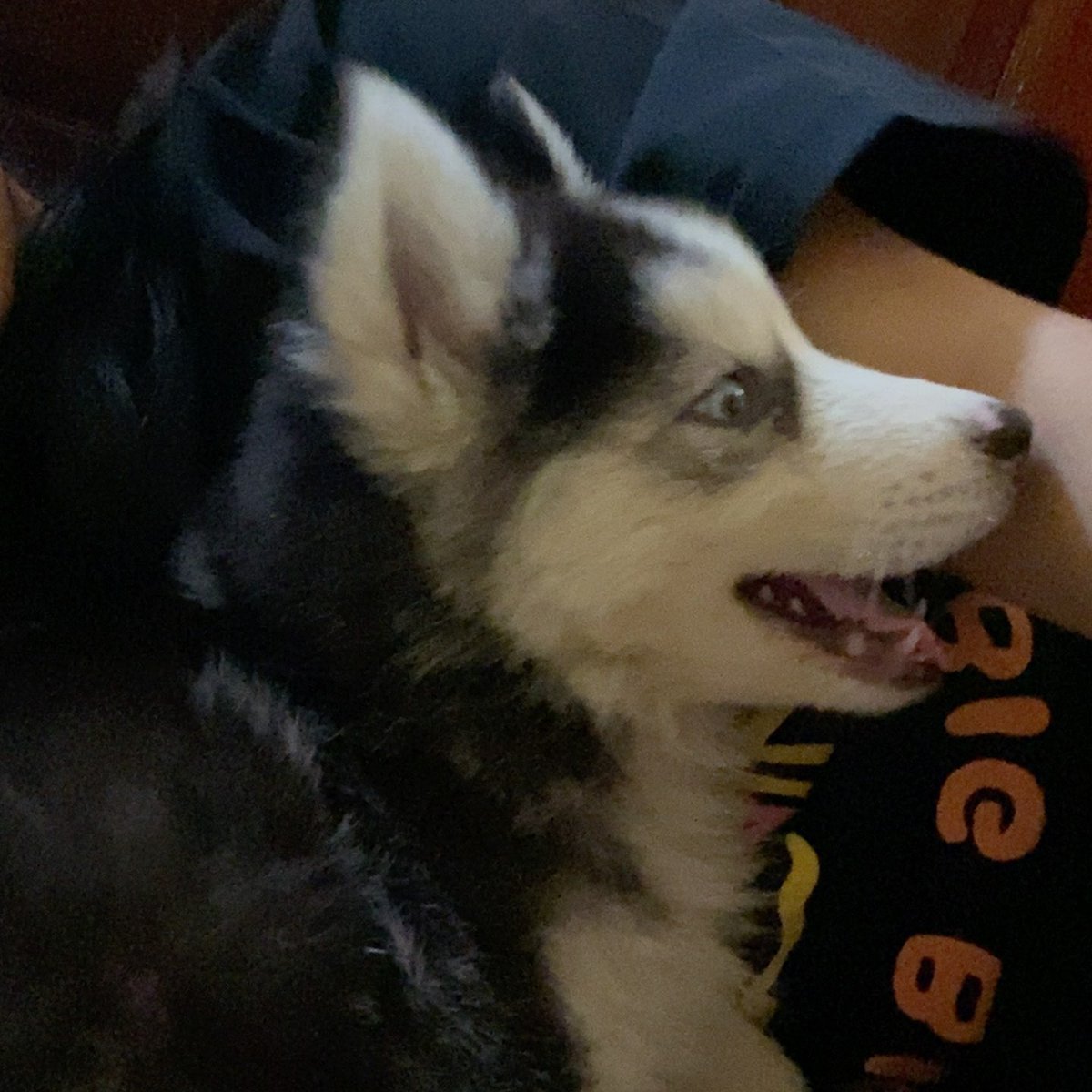 jaichwu's tweet photo. day 10 of missing you my og fur baby 🙁 https://t.co/CePLpYpTWn