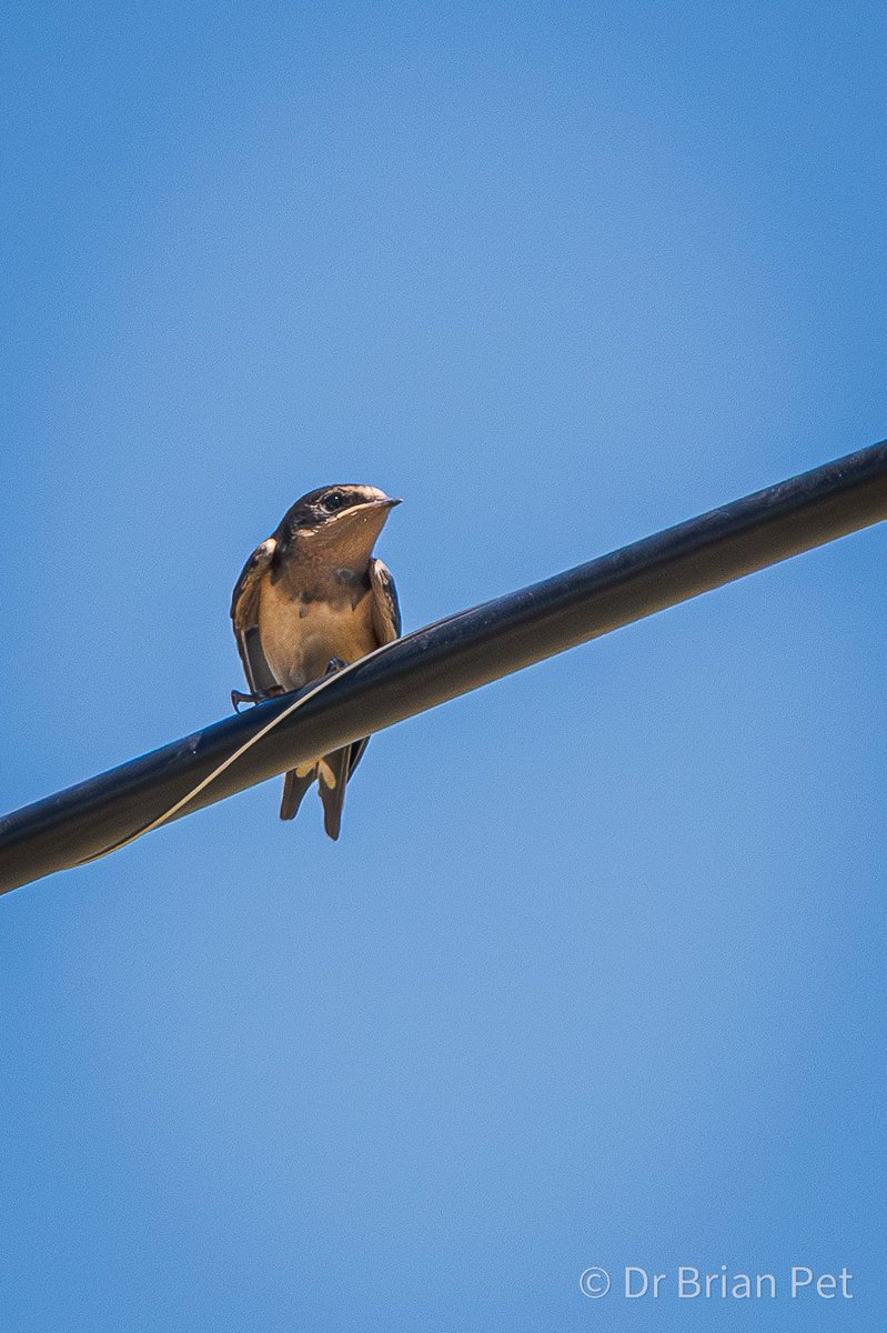 Dr_Brian_Pet's tweet photo. Barn swallow
perching on a
power line
in East Thermopolis #Wyoming
#longshot
#wronglens
But I think it turned out #ok
#bird #birds #birdphotography https://t.co/yN2M6QngPQ