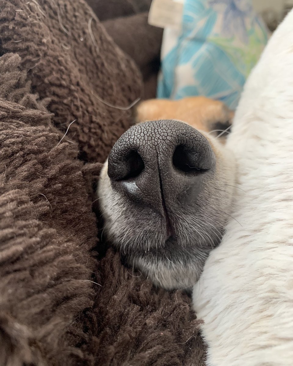 The #beagle has 220,000,000 scent receptors which are primarily used to detect the location and proximity of the nearest barbecue. #beaglefacts 

📷 <a href="/h_myles/">🇨🇦Oskar & Stanley 🇨🇦☮️</a> / Twitter