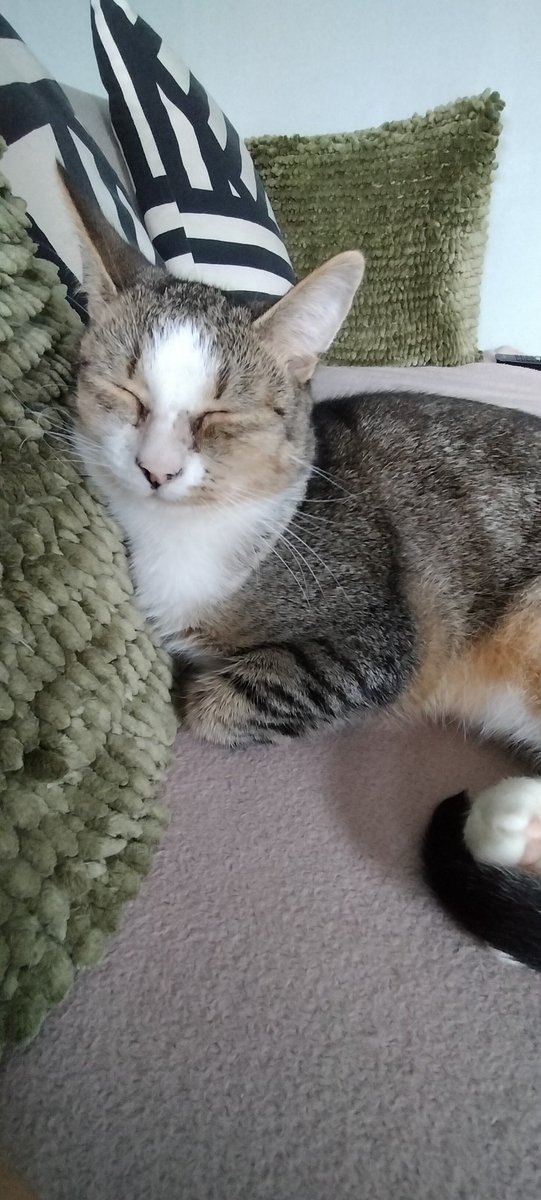 TaigerToby's tweet photo. Ligt bij vrouwtje op de bank😻
Gaat steeds beter om overal te liggen. https://t.co/poAoGUi86T