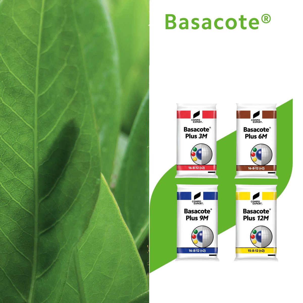 COMPOEXPERT_GR's tweet photo. 🌱 Basacote® technology ensures the long-term and continuous supply of nutrients for up to 12 months, and at the same time the homogeneous supply of macro- and micronutrients
#compoexpert #fertilizers #technology #basacote #agriculture #farming #expertsforgrowth https://t.co/bx59jzQ4tJ