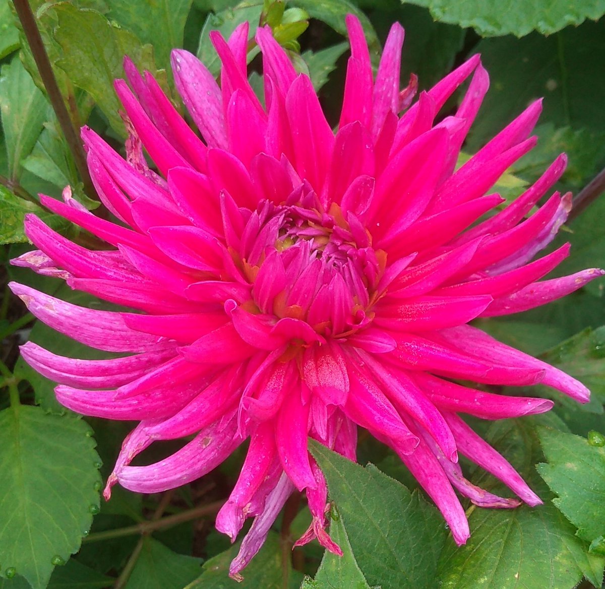 Celiawood18's tweet photo. Barbie Pink for #DailyDahlia
🩷🌺🩷🌺🩷🌺🩷🌺🩷🌺🩷 #Dahlialove
#FlowersonFriday #Gardening #GardeningTwitter #flowerphotography https://t.co/C34RZLlAyW