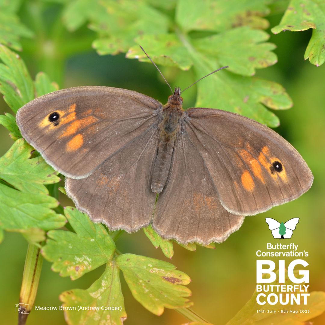 Butterfly Conservation 🦋 tweet media