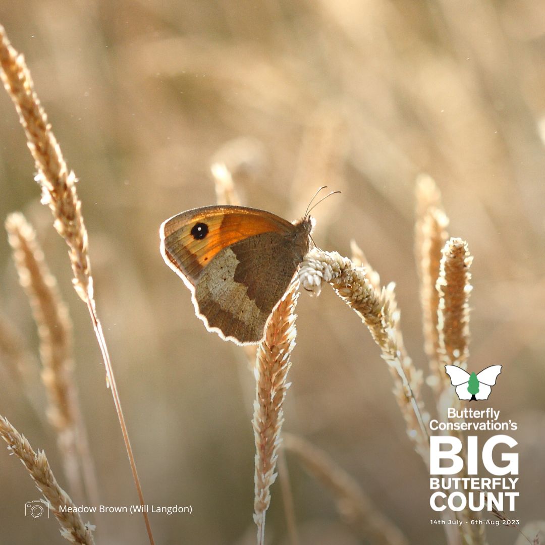 Butterfly Conservation 🦋 tweet media