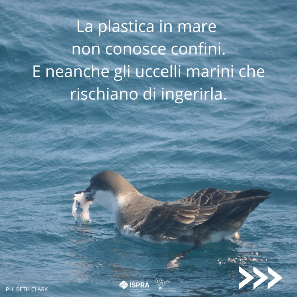 ISPRA_Press's tweet photo. 🧴 La #plastica in #mare non conosce confini.
E neanche gli uccelli marini che rischiano di ingerigla.
🤝 La collaborazione internazionale è fondamentale per prevenire l’#inquinamento da plastica negli oceani.
📝 Leggi lo studio a cui ha partecipato Ispra: https://t.co/XbGIsH7G3f https://t.co/NAcozm4Qb9