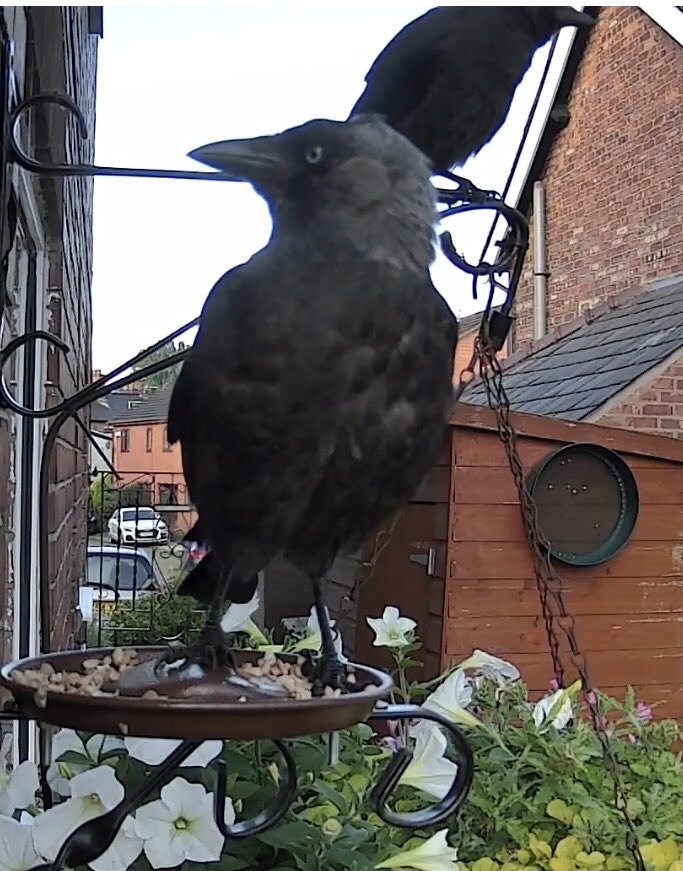 Julierosa's tweet photo. Two beautiful Jackdaws having a nibble at some food, took ages to get one to visit then brought there friend. https://t.co/Vx8vqQf4am