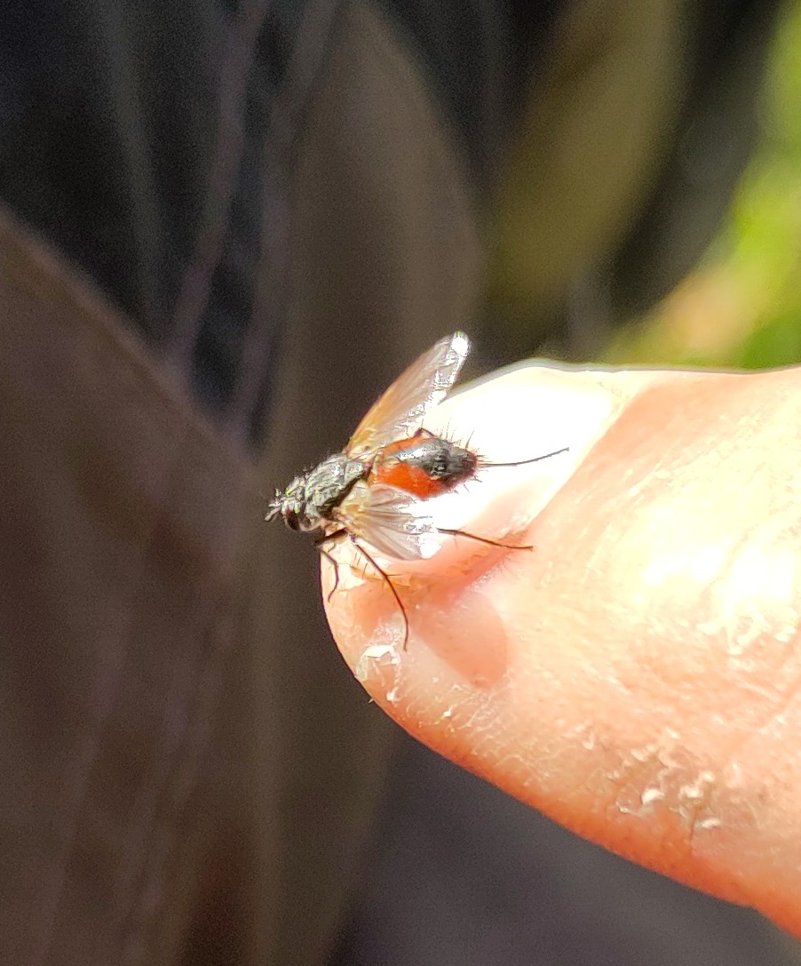 AhlstedtMattias's tweet photo. Fick besök under fikarasten av denne gynnare. Artsoraklet säger Eriothrix rufomaculata. Bilden är beskuren. #fluga #biologiskmångfald https://t.co/ewdrOcwkel