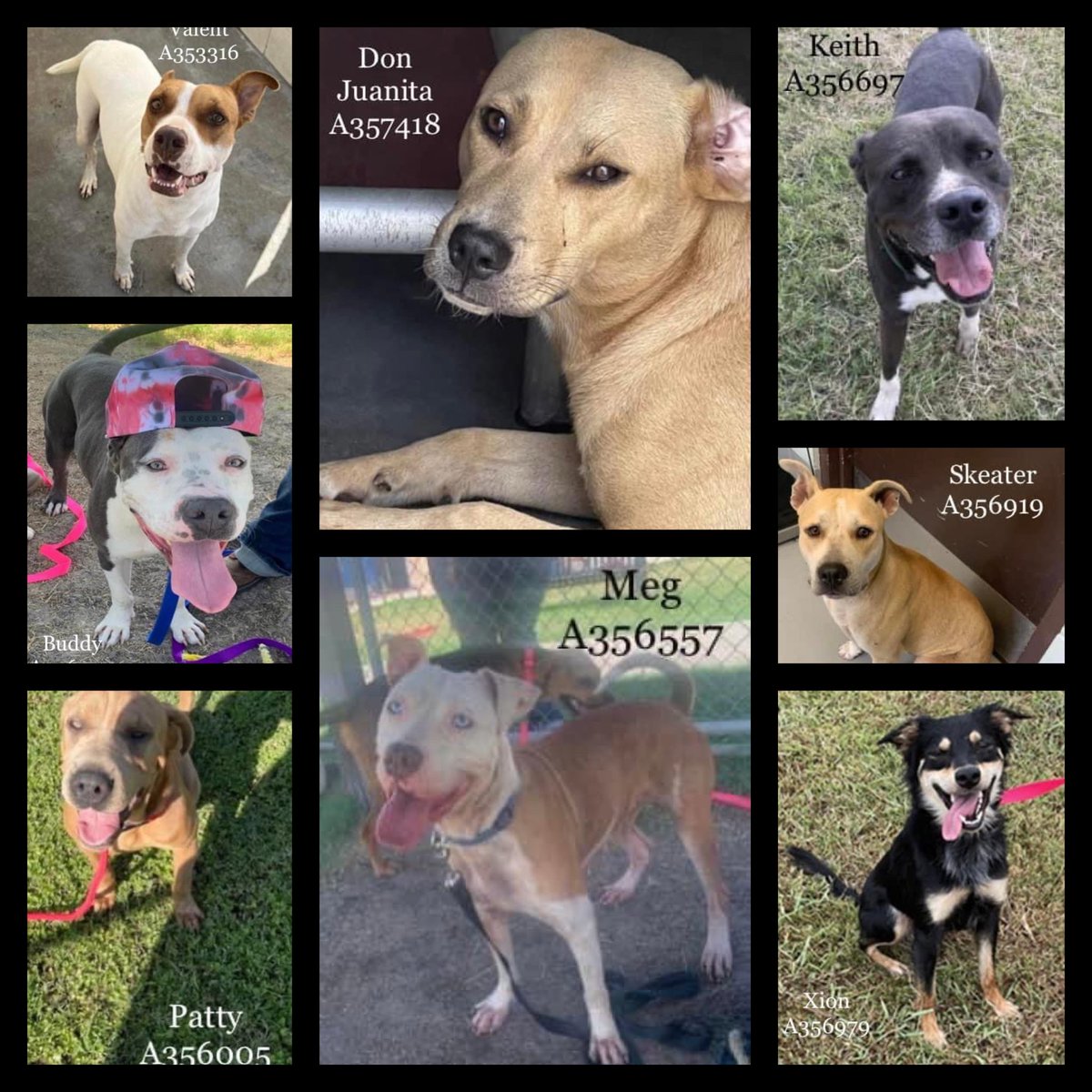 RoCoGB's tweet photo. 🌈TODAY🌈we remember EIGHT names
EUTHANISED by CorpusChristi ACS TX
🖤Don Juanita #A357418
🖤Xion #A356979
🖤Skeater #A356919
🖤Keith #A356697
🖤Meg #A356557
🖤Patty #A356605
🖤Buddy #A357004
🖤Valent #A353316
🙏RIP precious pups
God bless your innocent sweet souls😭💔😭💔😭💔😭💔