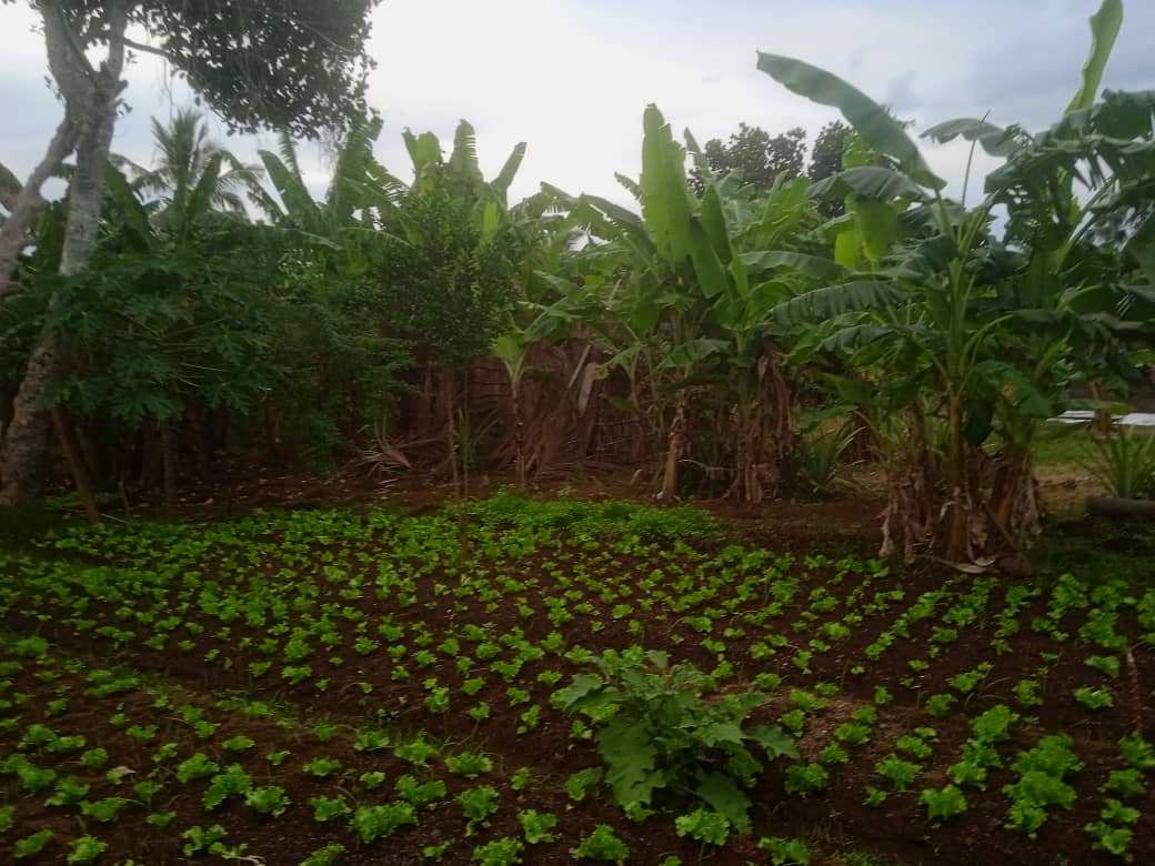 OngFADESIM's tweet photo. 25/07/2023 l @OngFADESIM à rencontré la coopérative #RIZI-YA-DAYIMA pour une séance de de sensibilisation sur les conséquences de l'utilisation abusive et non contrôlée des produits chimiques sur les cultures. Projet soutenu par @OMSComores pour une bonne sécurité alimentaire. https://t.co/P6Wg6Cfmse