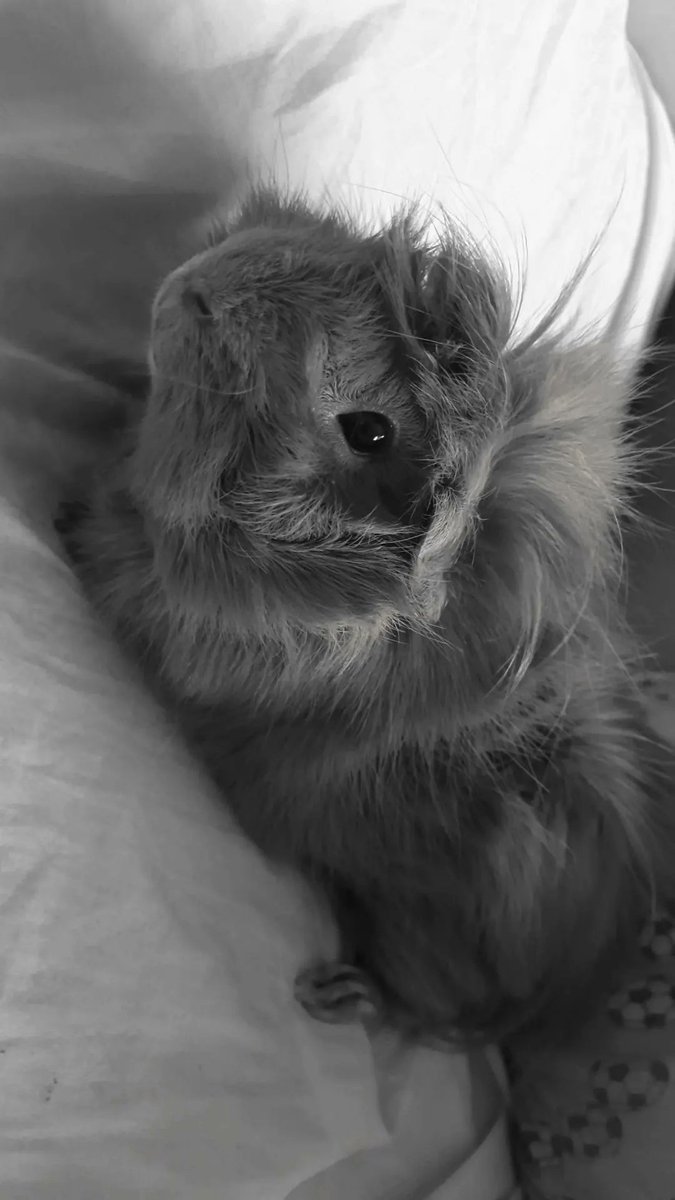 AlbaPobla's tweet photo. ~Brilla fort 💫🐹 https://t.co/h2Nlf6yV6q