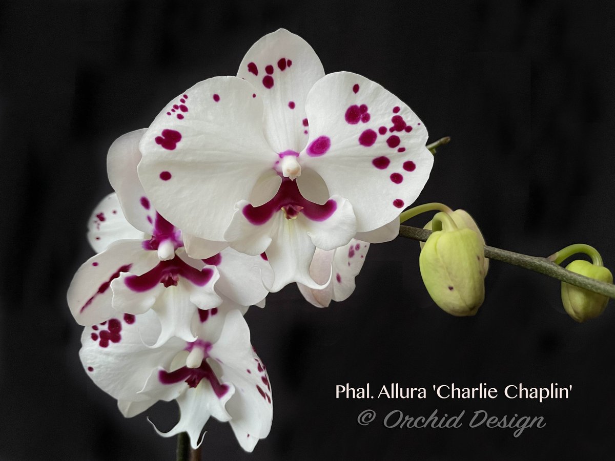Please join Orchid Design @ Orchids in the Park: 
July 29-30th, 2023. We'll have thousands of breathtaking and unusual orchids on display and for sale @ the Hall of Flowers in Golden Gate Park, California
<a href="/sforchidsociety/">San Francisco Orchid Society</a> @pacorchidexpo <a href="/GoldenGatePark/">Golden Gate Park</a>