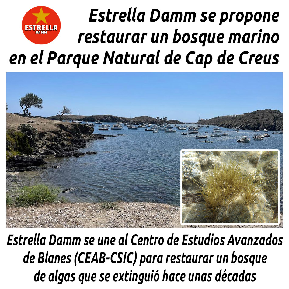 hosteleriaenvlc's tweet photo. ESTRELLA DAMM SE PROPONE RESTAURAR UN BOSQUE MARINO EN EL PARQUE NATURAL DE CAP DE CREUS
https://t.co/w0qL4UCech
@EstrellaDammEs @marineforests #EstrellaDamm #MarineForests #BosqueMarino #CeabCsic #Blanes #ParqueDeCapDeCreus #HosteleriaEnValencia #AlgasMarinas #Biodiversidad https://t.co/4GQDID5ujK