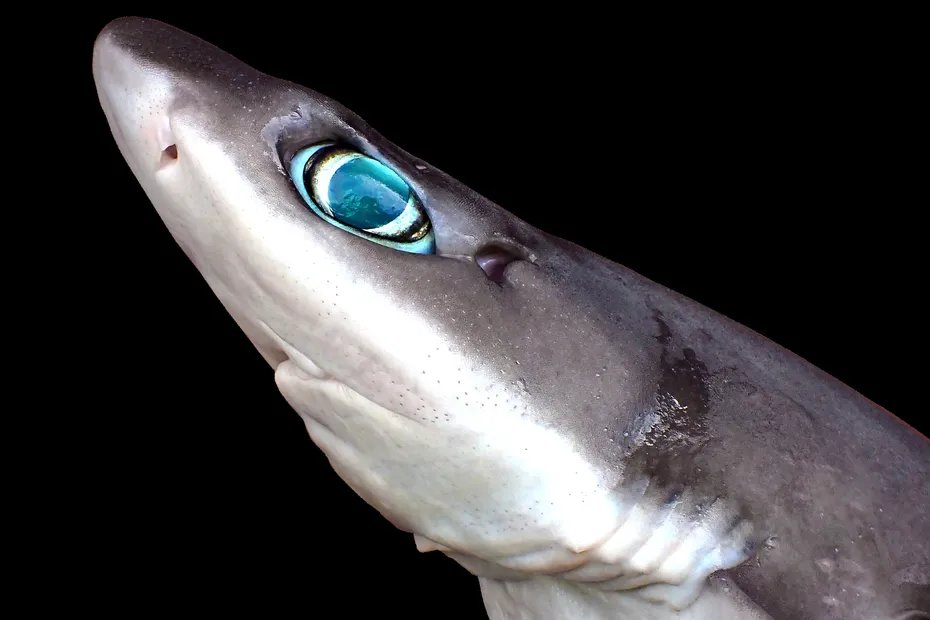 la1ere's tweet image. Une nouvelle espèce de requin a été découverte à La Réunion. Le Squalus longispinis n'avait jamais été observé dans le monde
💻📱la1ere.francetvinfo.fr/reunion/une-no…