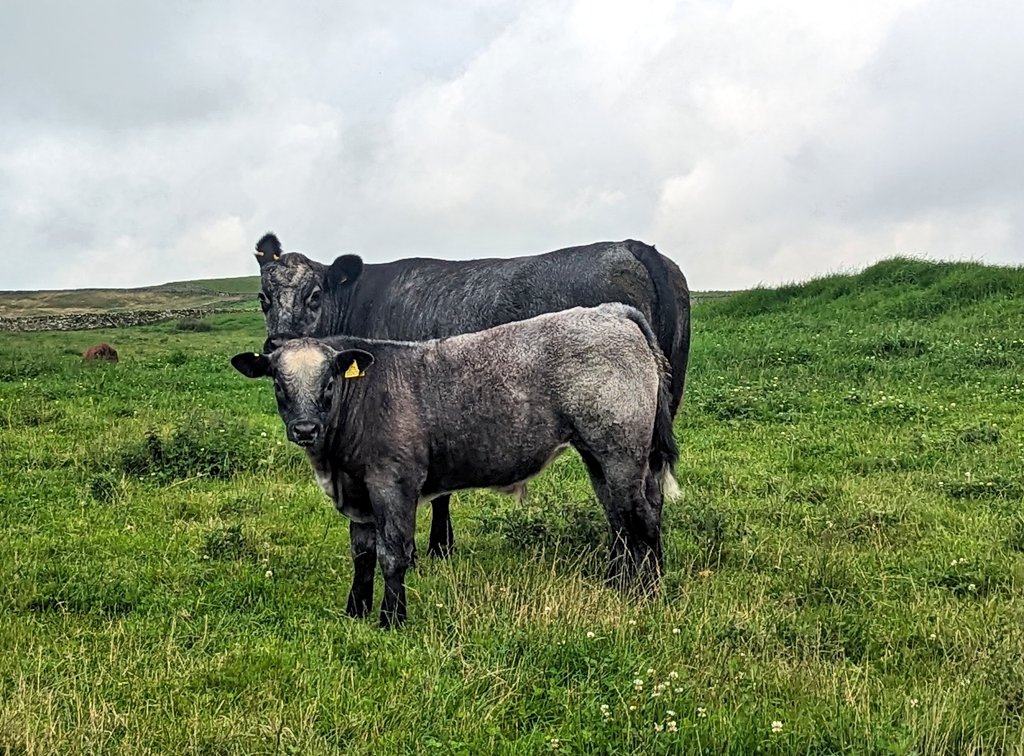 tulliefarming tweet media