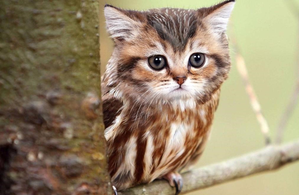 Registre Mondiale de la Faune et de la Flore tweet media