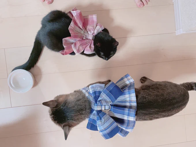 親バカなので猫たちにフリフリハーネスを贈呈しました可愛いので見てほしくて… 