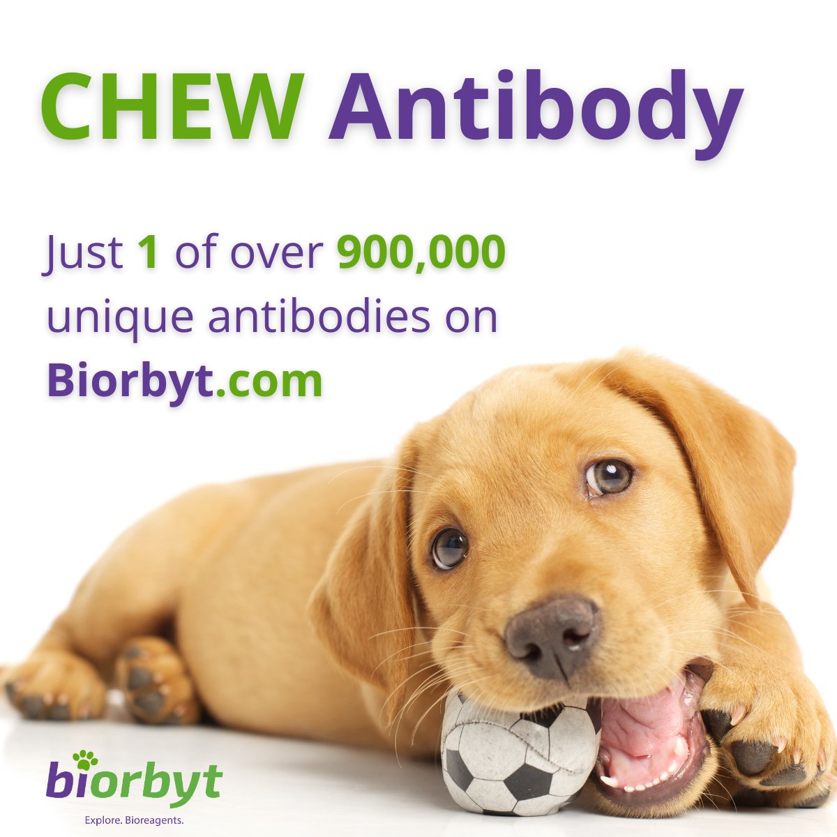 🐶🐶🐶🐶🐶

#research #bioscience #lifesciences #laboratory #antibodies