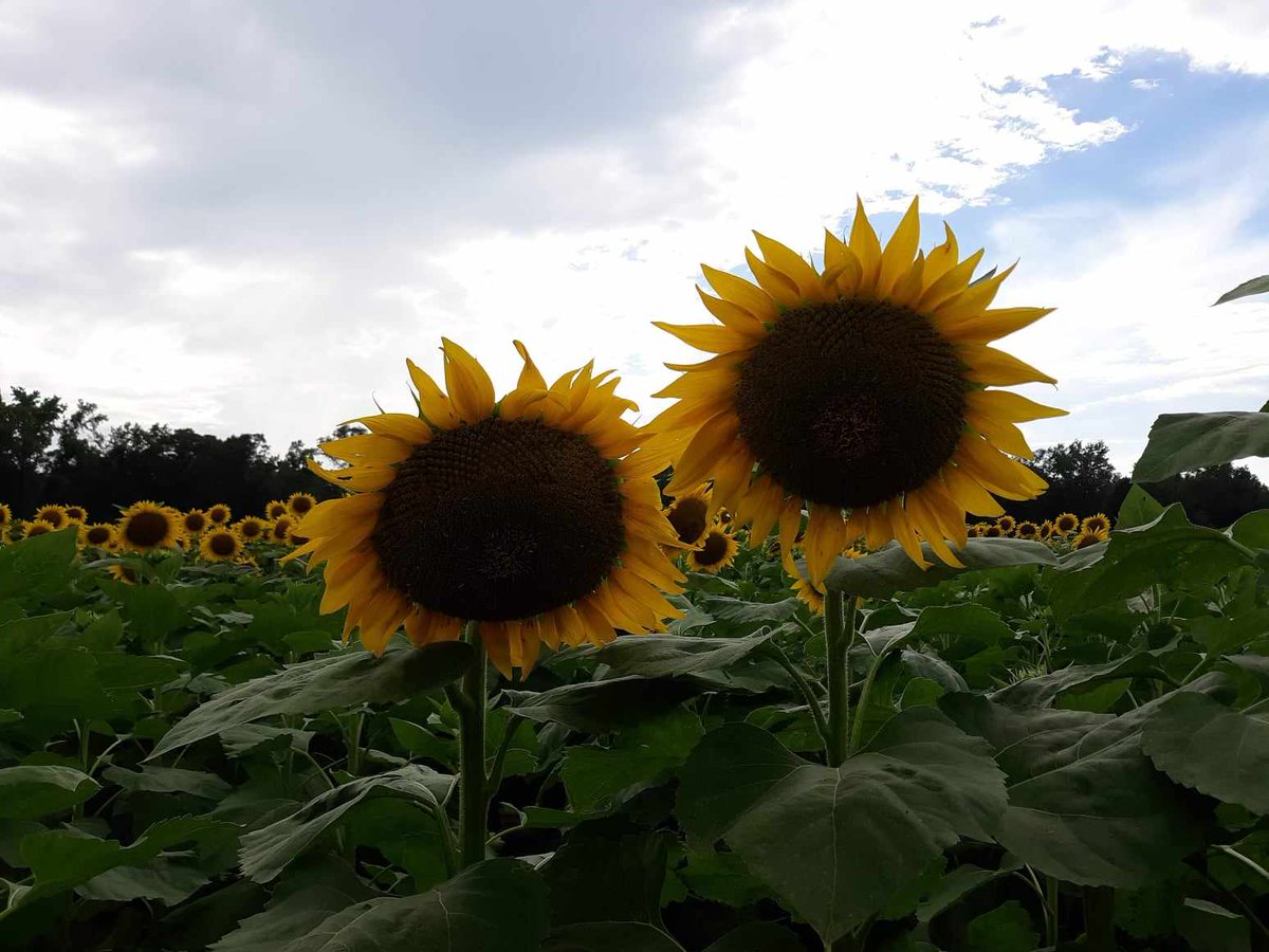 Crisco🥋🐘🐐🎩🏁🐒🍻🐟🏖🇺🇸 tweet media