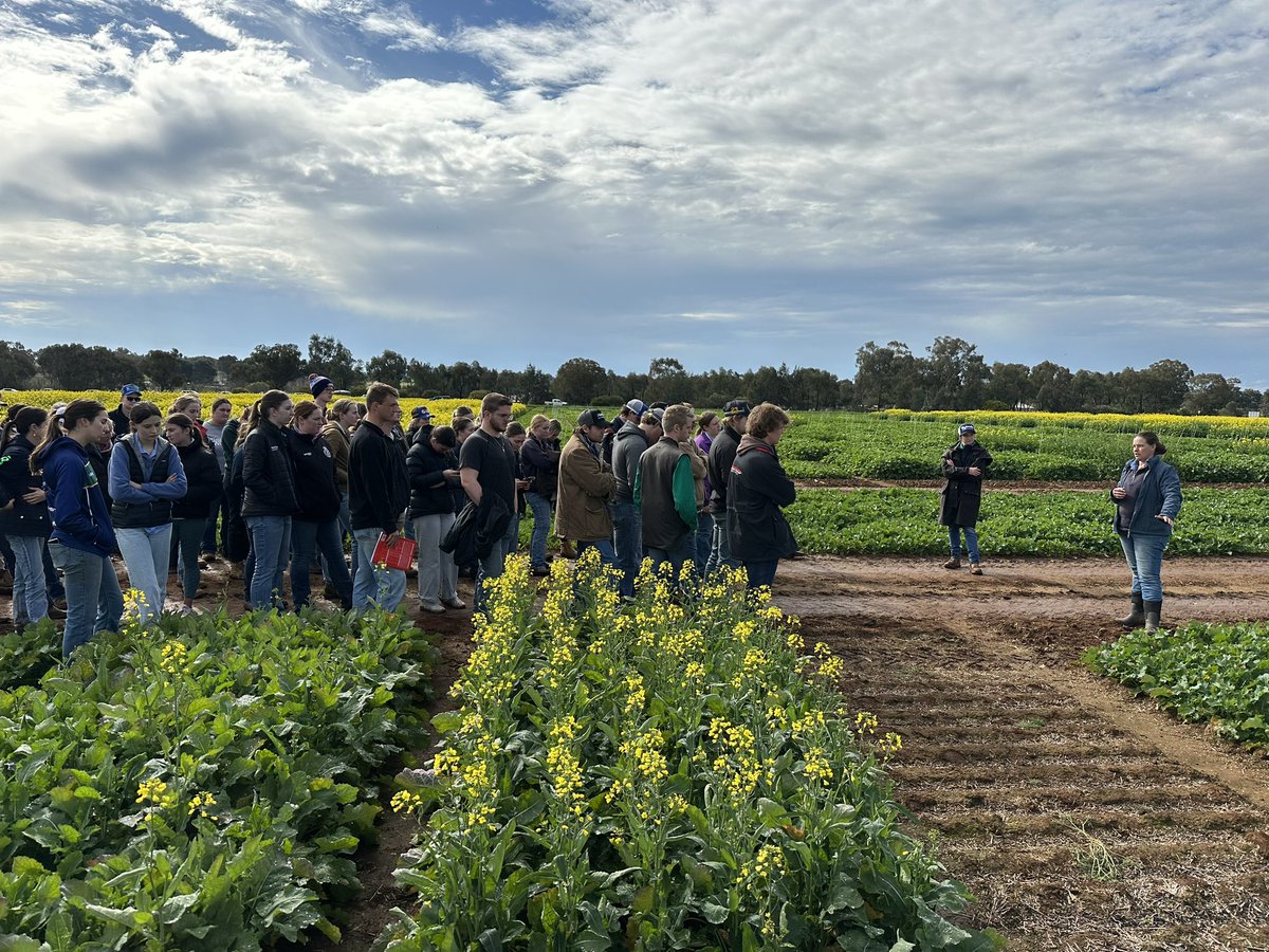 Great afternoon @NSWDPI_AGRONOMY with 1st year @CharlesSturtUni Ag Science students! Big thanks to @RickGraham15 and @daniellemalcol5 for hosting the students (twice…because there are so many)! Trials look amazing! 🌾🌼#phenologyisfun #futureofag