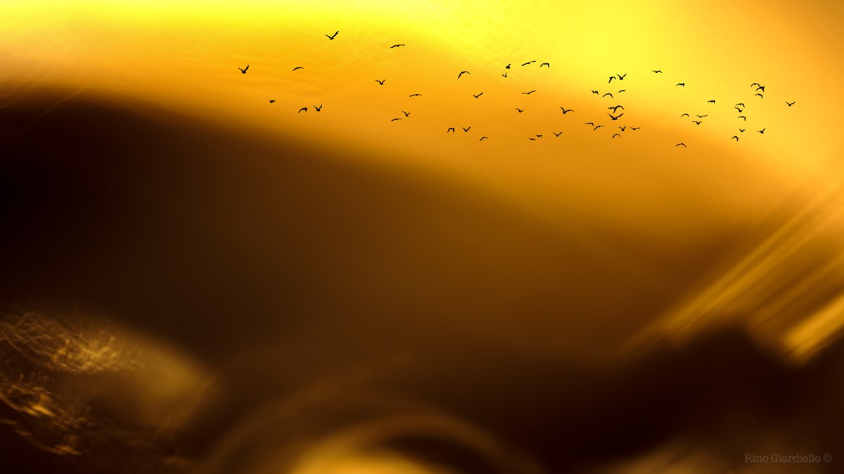 Rino Giardiello tweet media