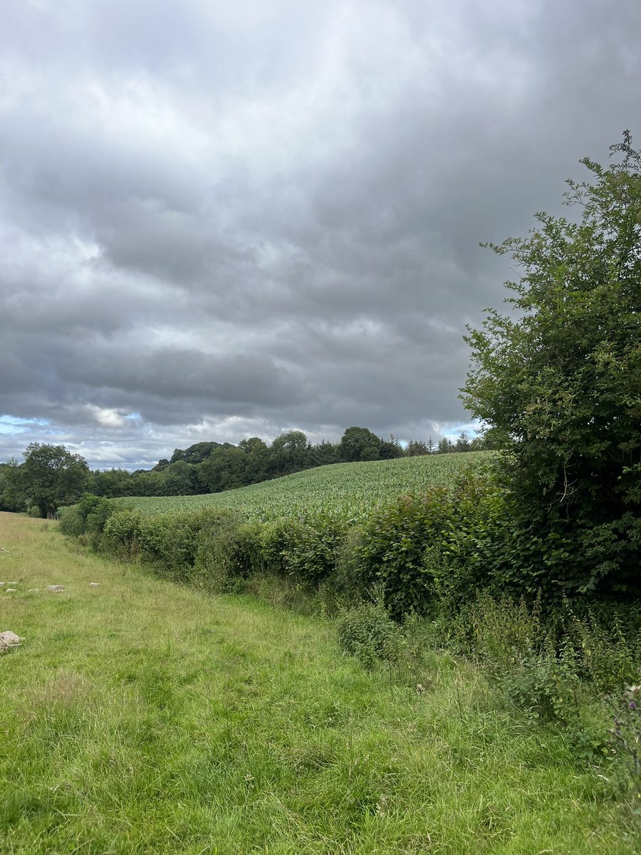8ac of standing Maize for sale:
Drilled 6th May
Well established and Nice even crop. Currently in flower

📍 Abermule - SY15

Offers welcomed
07494661146