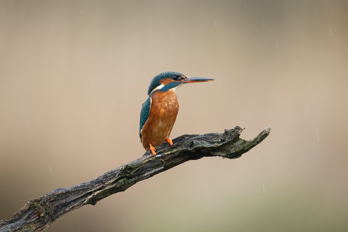 opticronuk's tweet photo. Happy World Nature Conservation Day!

Kingfisher by @cgalvinphoto 
#WorldNatureConservationDay #SeeNature #WildlifePhotography #BritishWildlife https://t.co/zWjHZtBSEl