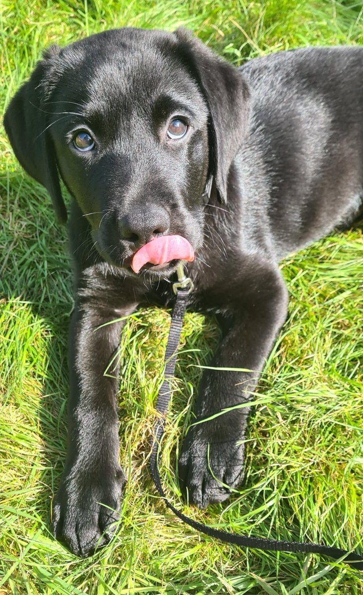SparklesStacy's tweet photo. Henry Bobble is 2 today! π
Today, he'll get lots of new and fun toys and bones to play with, plus extra dinner treats.
I'm so thankful to have this loving loon in my life ππΎπ
#Labrador
#HenrytheLab
#dogsoftwitter https://t.co/FEYVDGV8R6