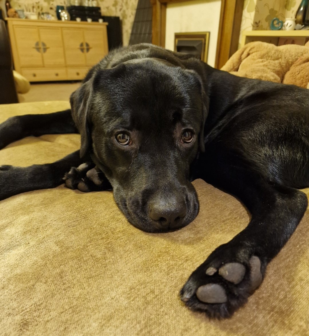 SparklesStacy's tweet photo. Henry Bobble is 2 today! π
Today, he'll get lots of new and fun toys and bones to play with, plus extra dinner treats.
I'm so thankful to have this loving loon in my life ππΎπ
#Labrador
#HenrytheLab
#dogsoftwitter https://t.co/FEYVDGV8R6