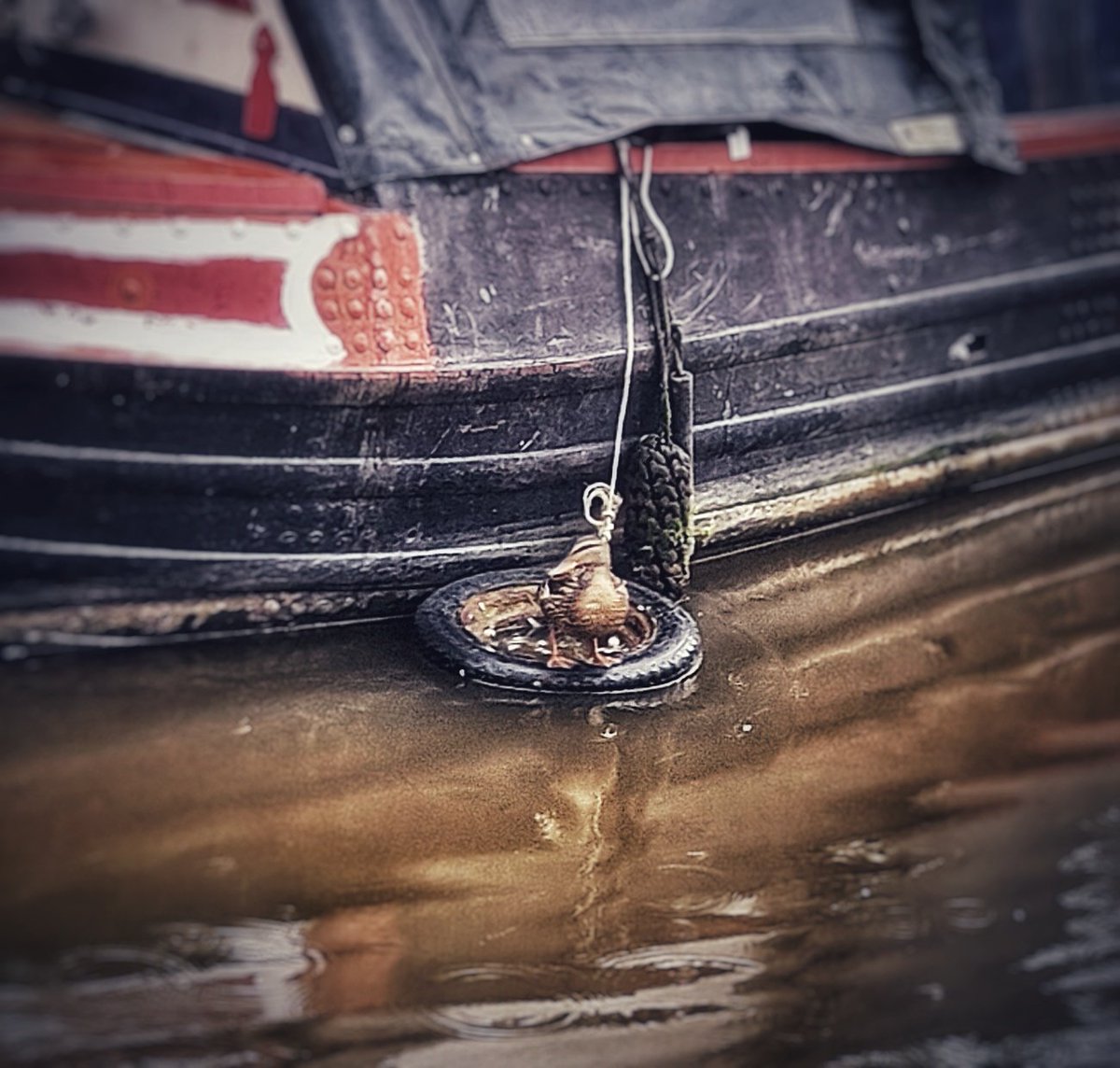 Duck life 🦆 Interesting Duck Fact - Female ducks pick their favorite male ducks to mate with based on dancing ability. My husband is lucky he isn't a duck 🕺 peta.org/features/facts… #crt #boatsthattweet #canal #Ducks